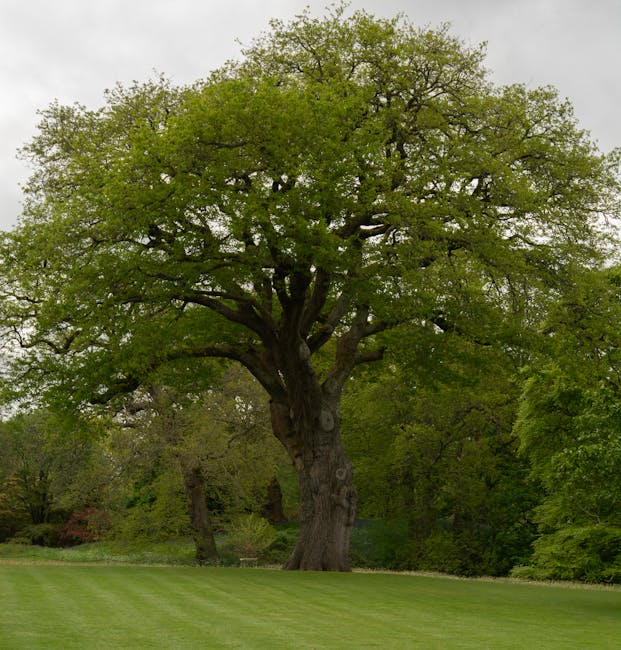 A peaceful park scene featuring a wide, paved pathway bordered by lush green grass and mature trees with sprawling branches casting intricate shadows on the ground. The trees, some with fresh yellow b